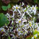 Image of Saxifraga serotina V. N. Siplivinskii