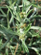 Image of Low cudweed