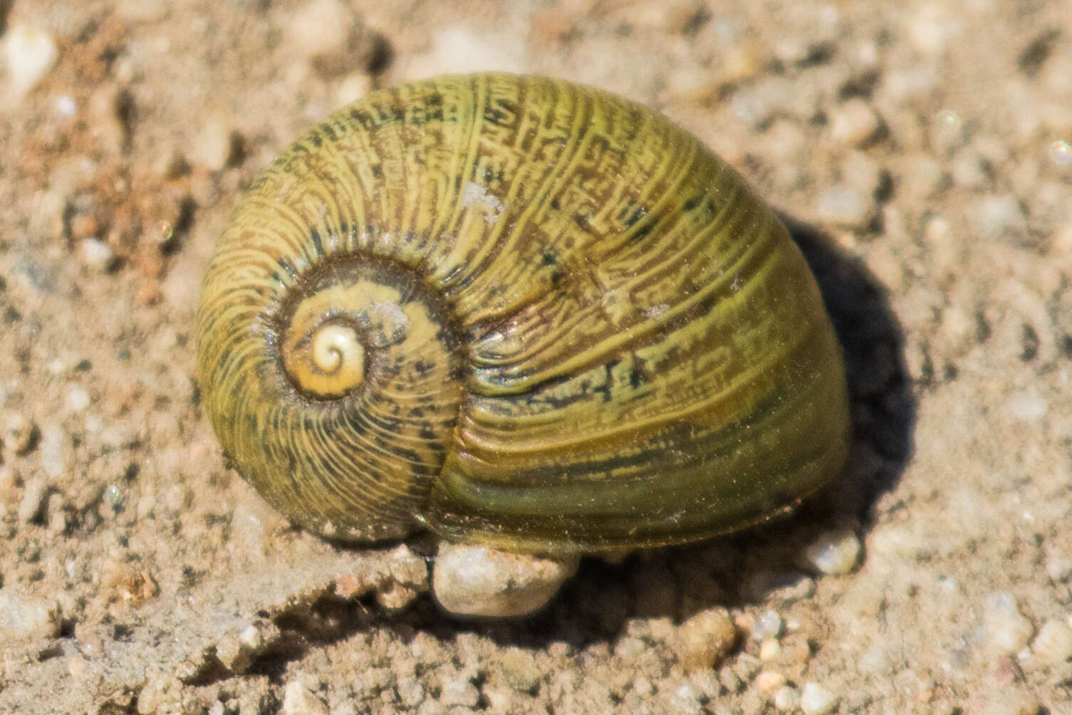 Image of Green Garden Snail