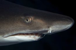 Image of Grey Nurse Shark