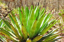 Image of Agave macroacantha Zucc.