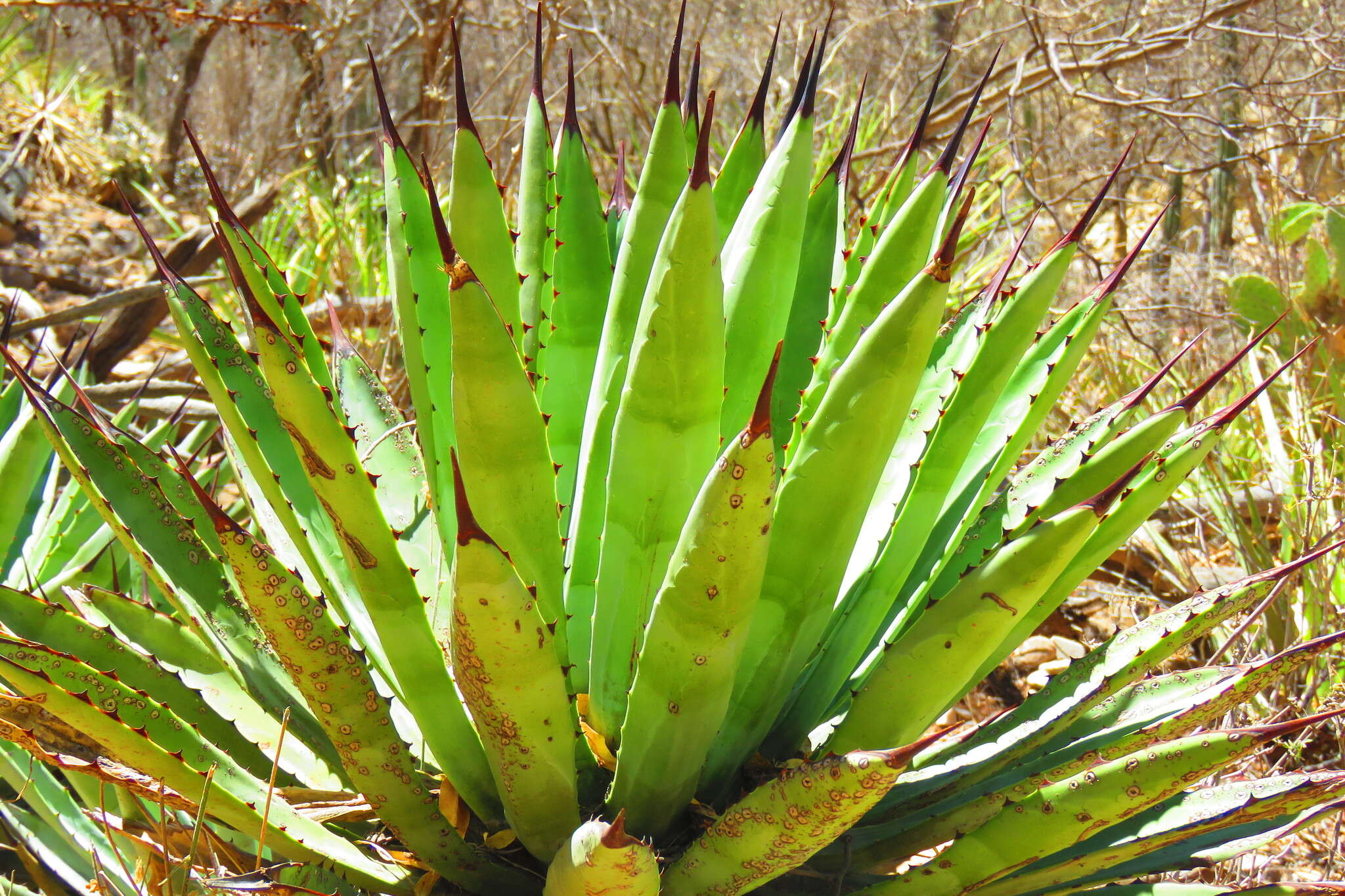 Agave macroacantha Zucc. resmi