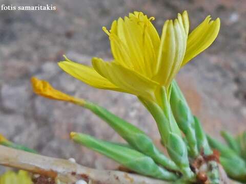 Image of Lactuca acanthifolia (Willd.) Boiss.