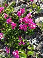 Image of cliff dwarf-primrose