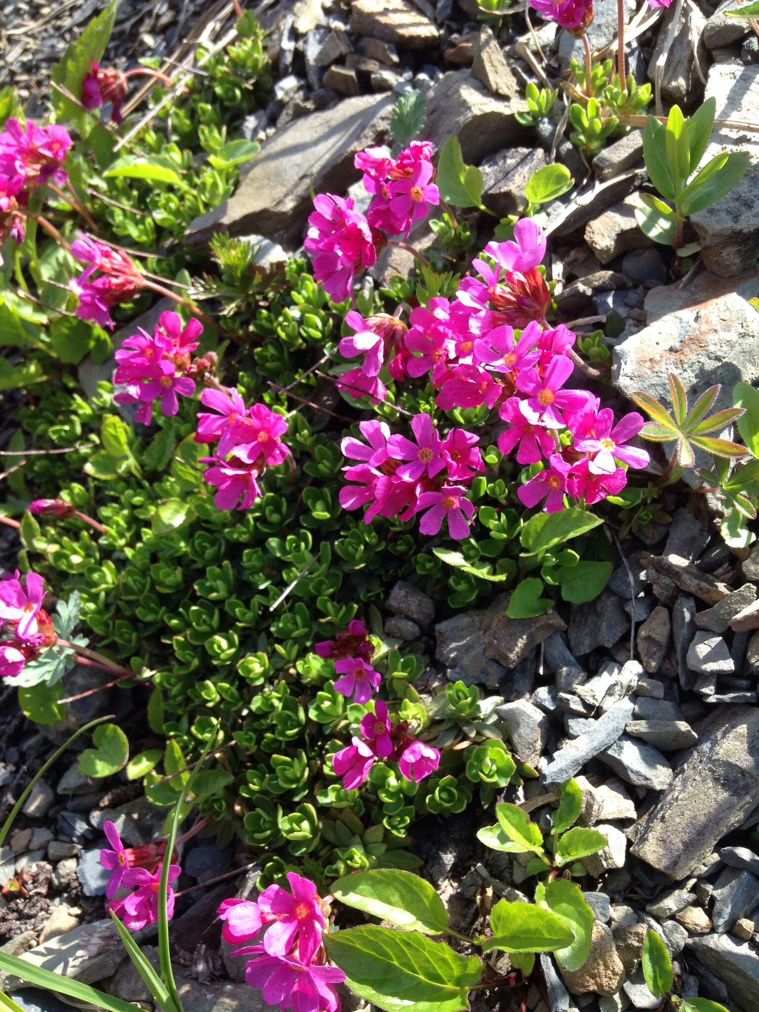 Plancia ëd Douglasia laevigata A. Gray