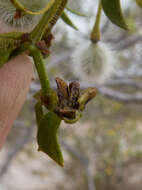 Image of Asphondylia fabalis Gagne 1990