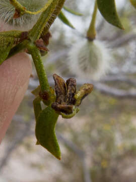 Image of Asphondylia fabalis Gagne 1990