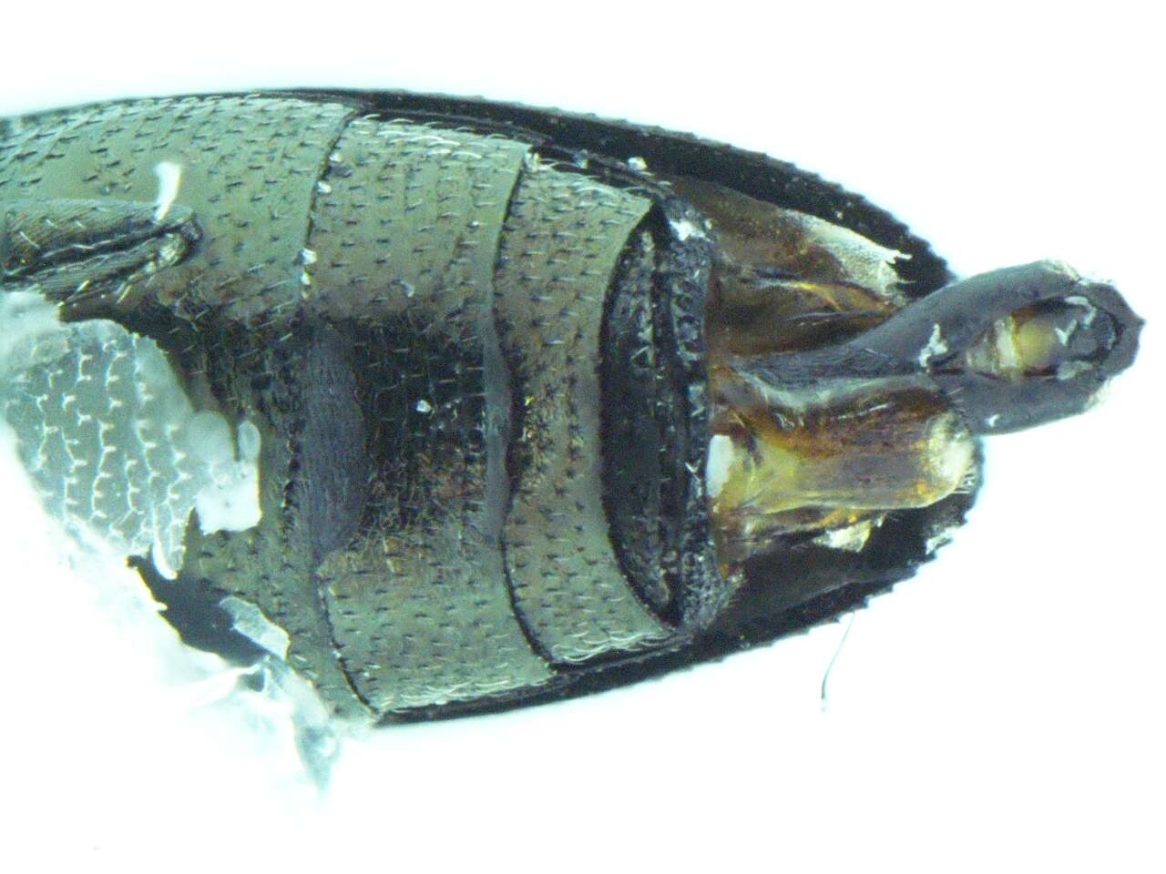 Image of Agrilus ventralis Horn 1891