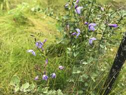 Image of Heliophila subulata Burch. ex DC.