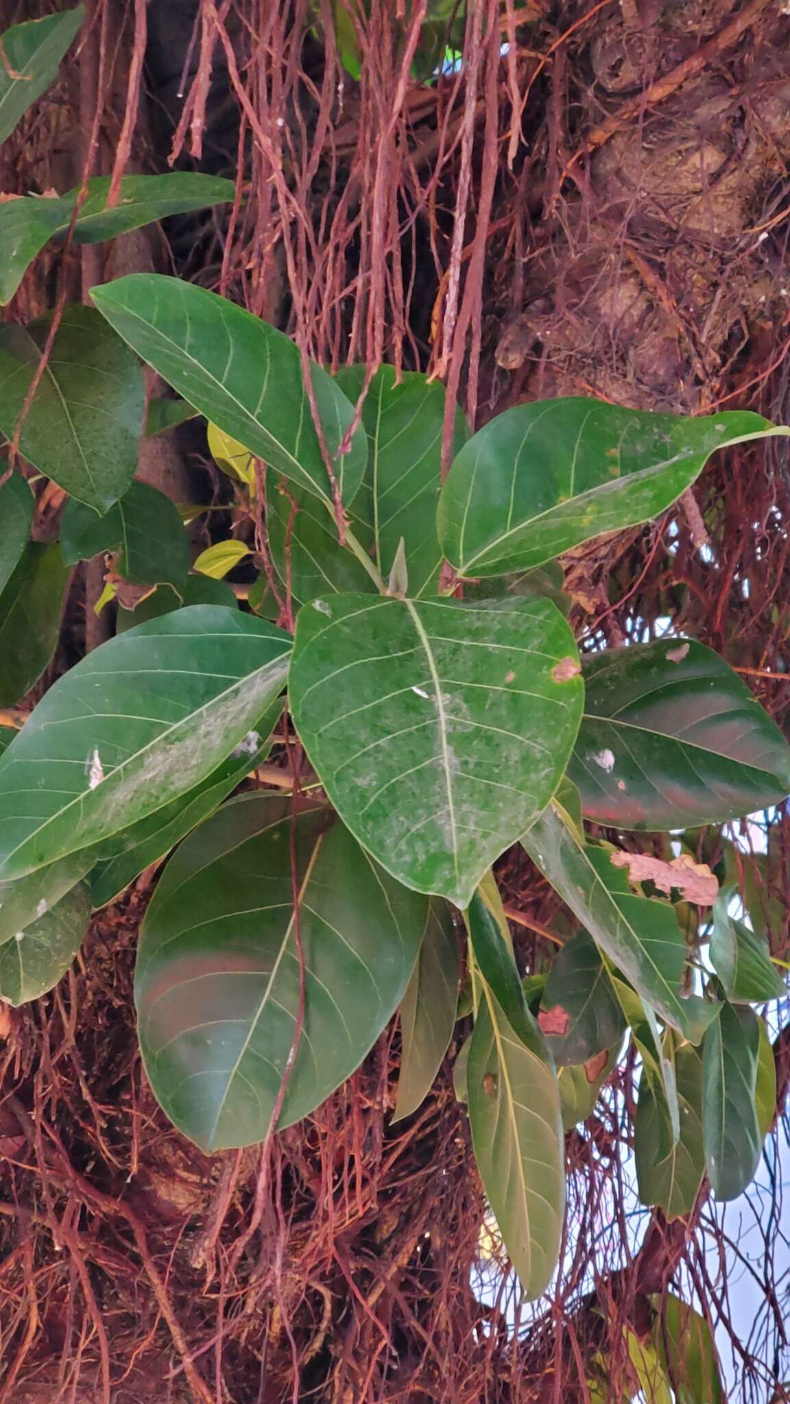 Image of council tree