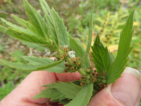 Image of rough bugleweed