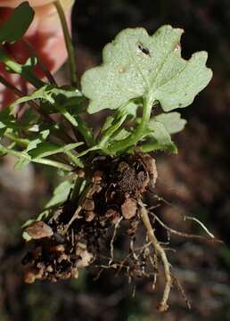 Image of Cineraria platycarpa DC.