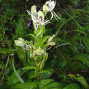 Habenaria bractescens Lindl. resmi