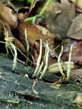 Image of Xylaria cornu-damae (Schwein.) Berk. 1873