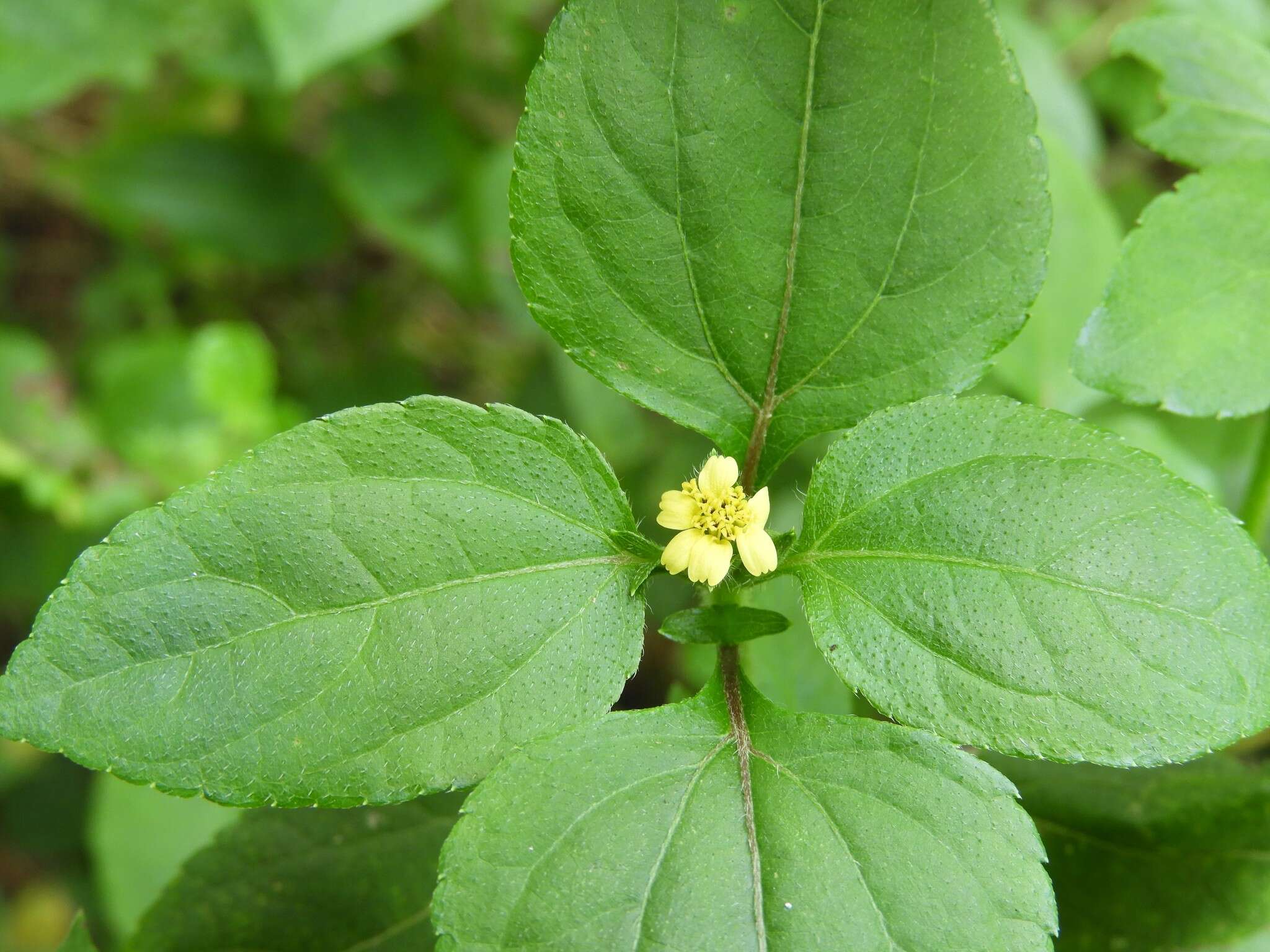 Calyptocarpus brasiliensis (Nees & Mart.) B. L. Turner resmi