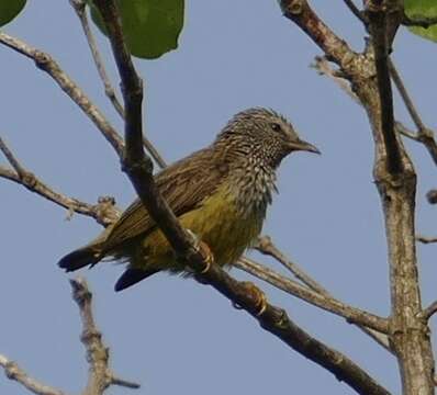 Image of Pholidornis Hartlaub 1857