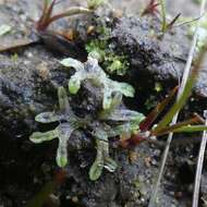 Image of Riccia huebeneriana subsp. sullivantii (Austin) R. M. Schust.