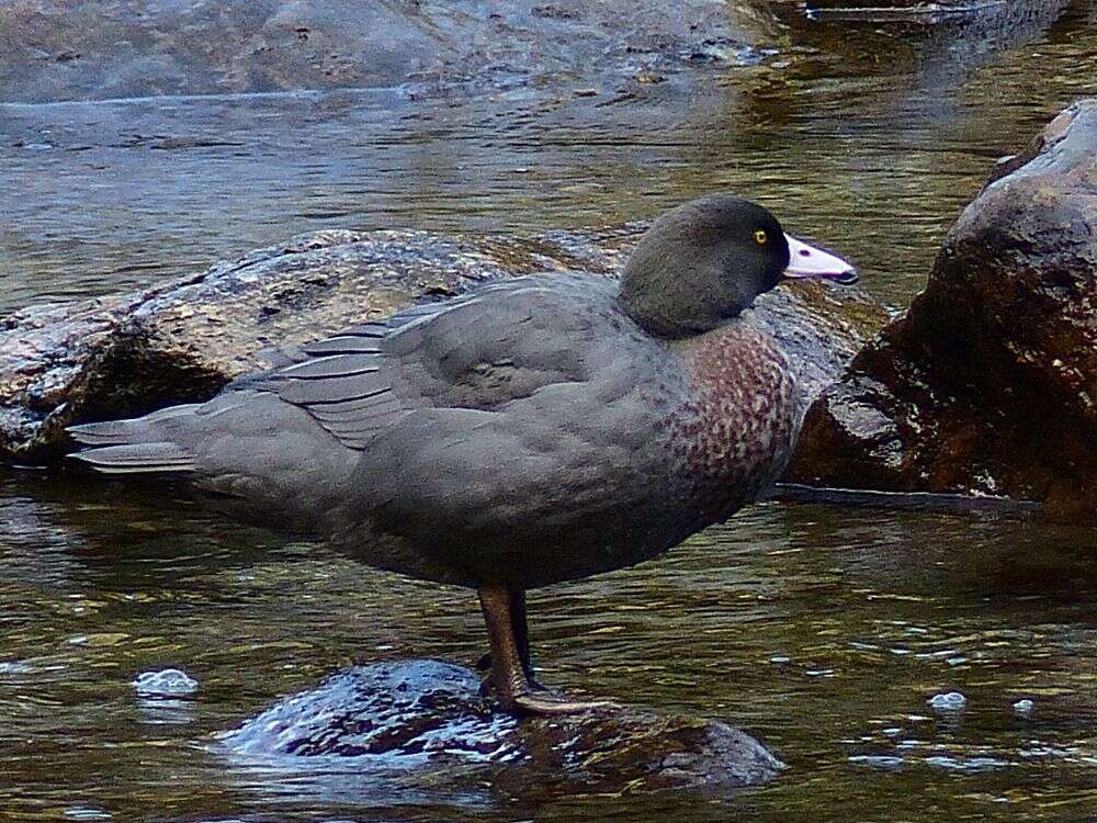 Image of Blue Duck