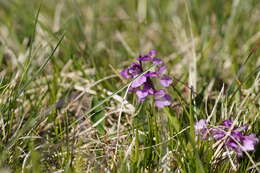 Image of Anacamptis morio subsp. morio