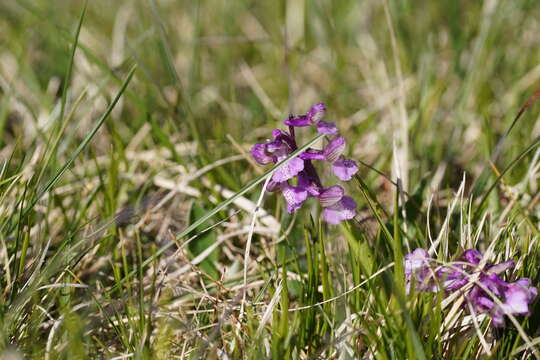 Image of Anacamptis morio subsp. morio