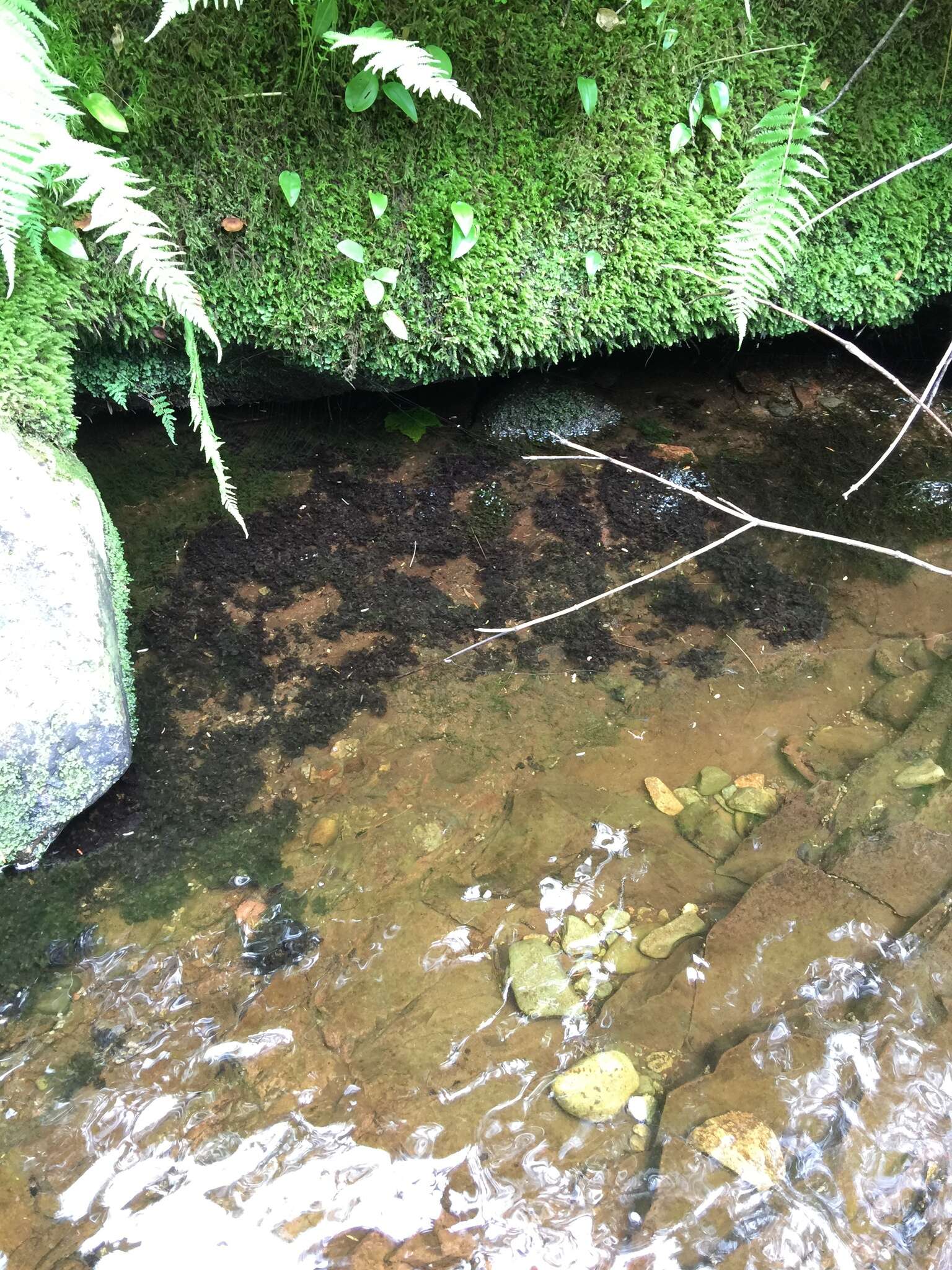 Image of hydrothyria lichen