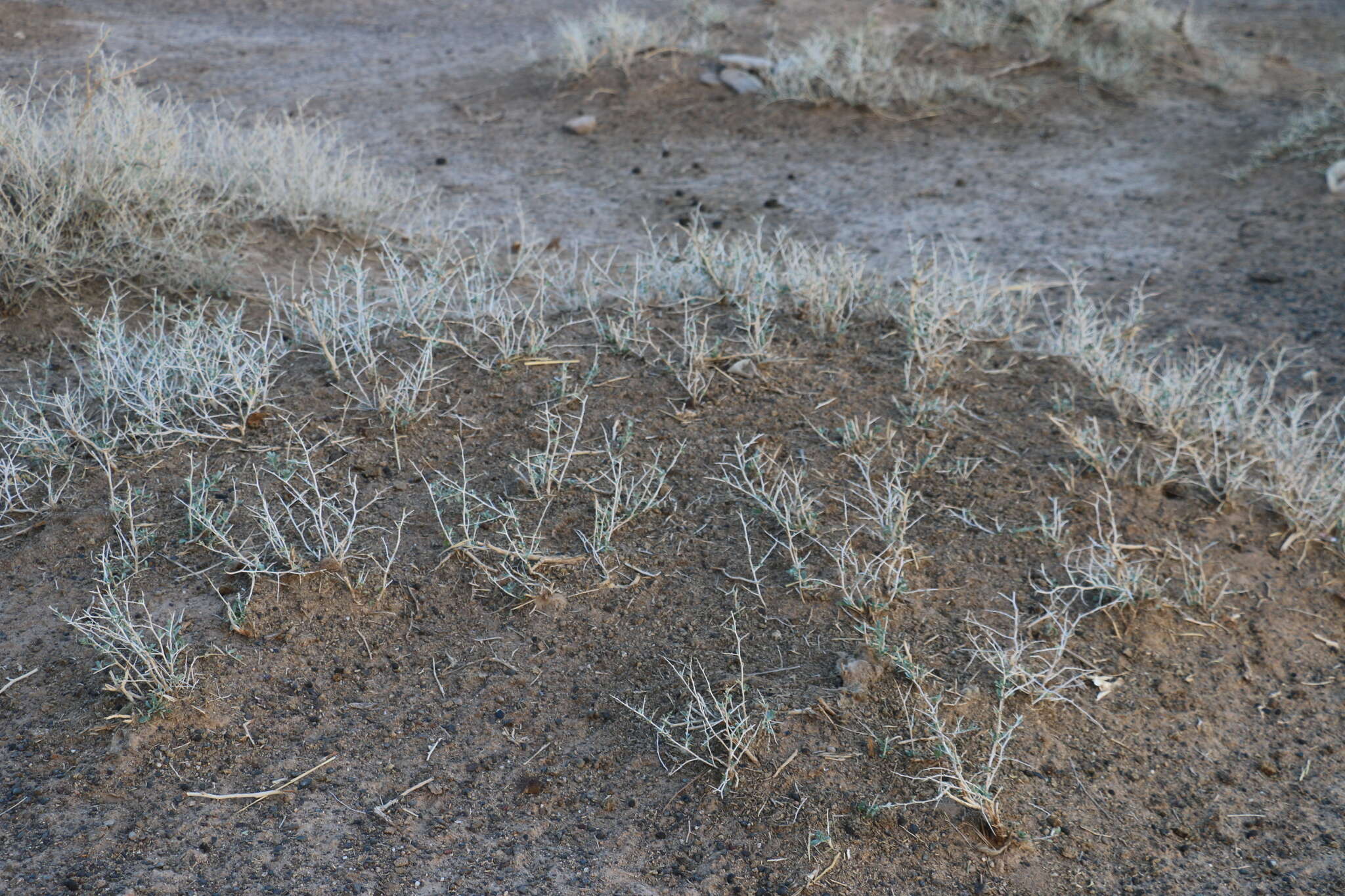 Image of Nitraria sibirica (DC.) Pall.