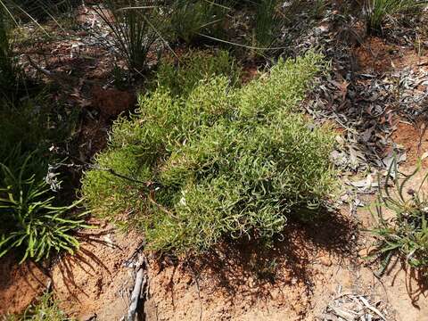 Image of Hakea stenocarpa R. Br.