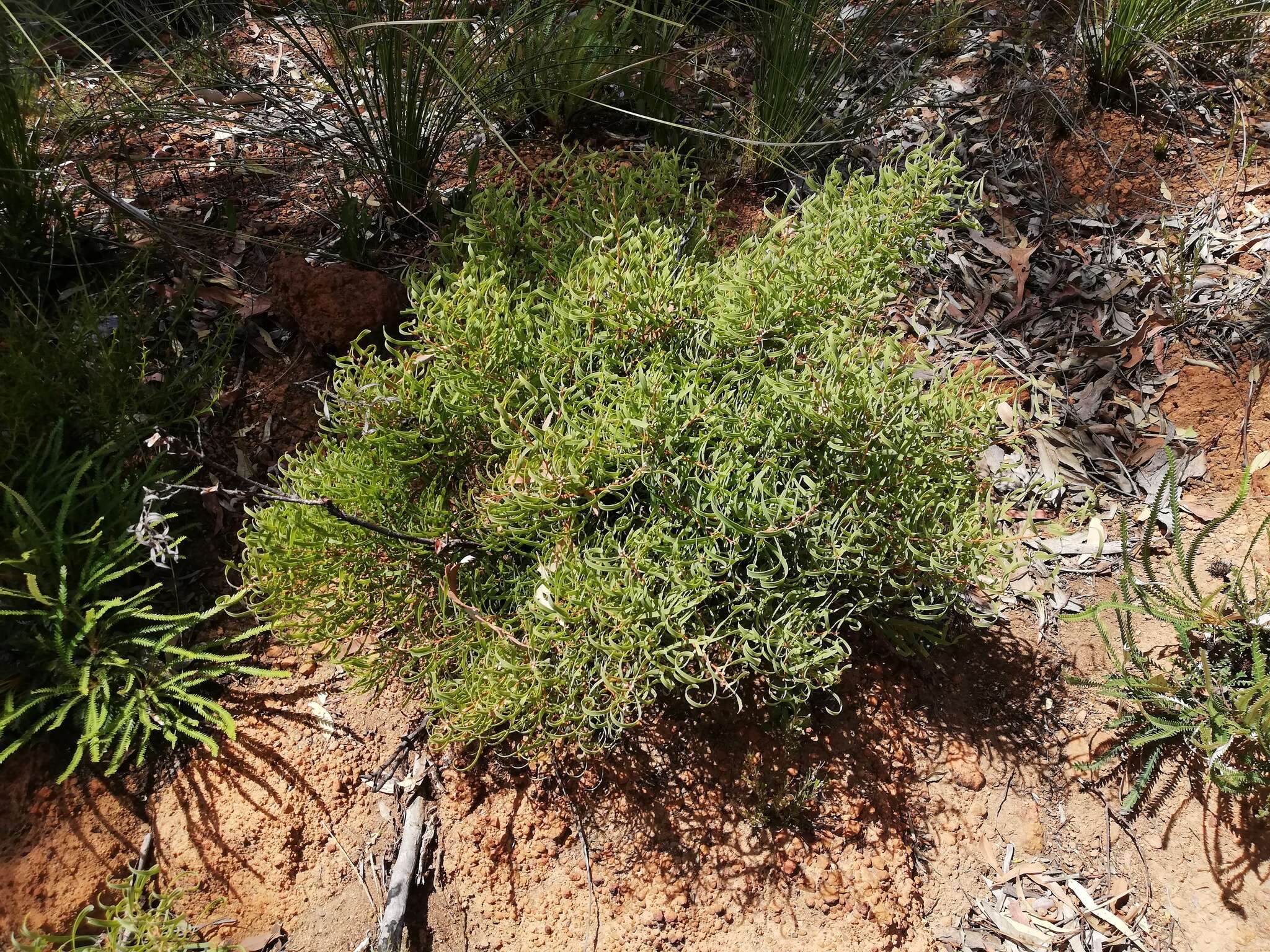 Plancia ëd Hakea stenocarpa R. Br.