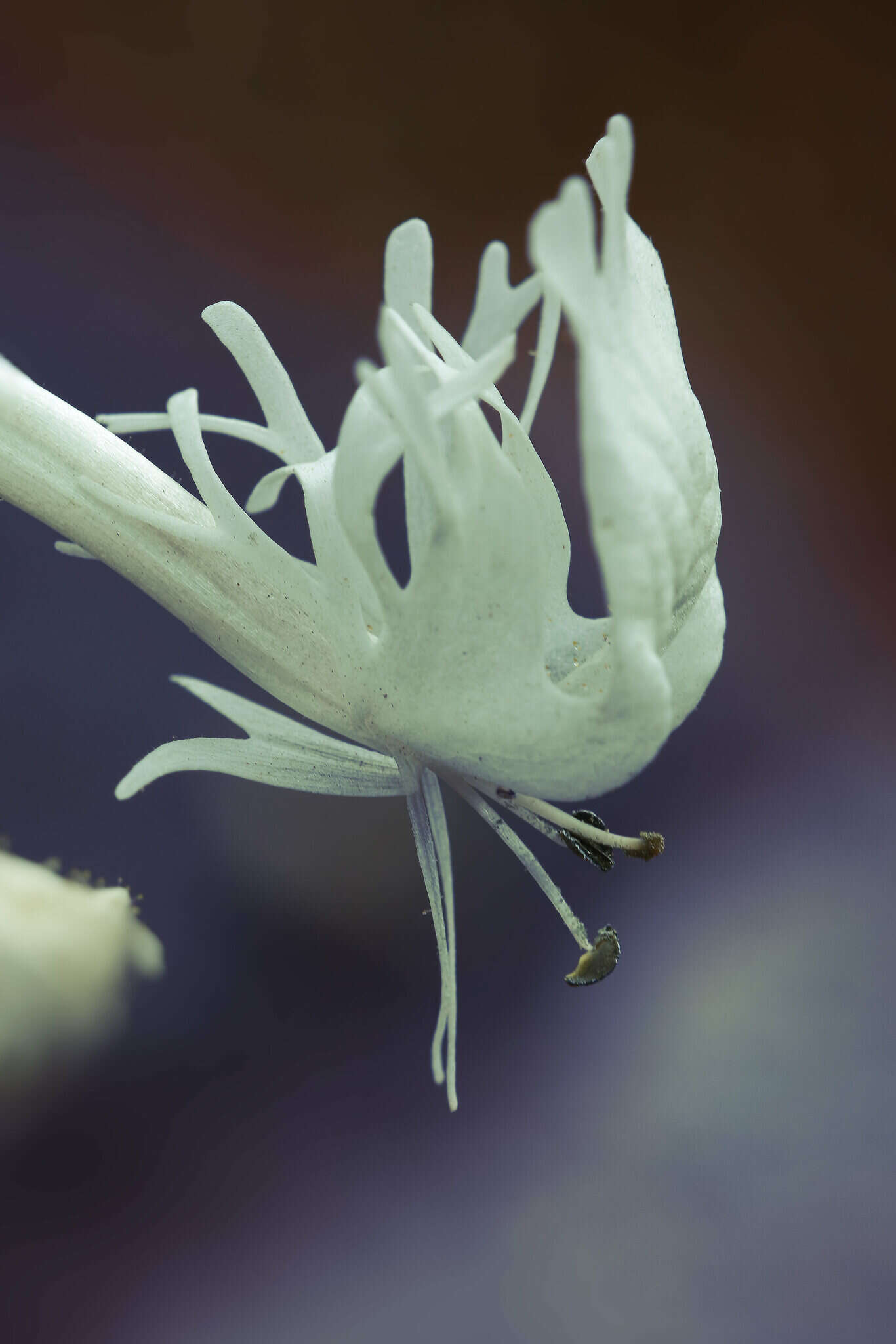 Image of Schizanthus integrifolius Phil.
