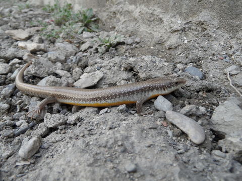 Image of <i>Eurylepis taeniolatus</i> Blyth 1854