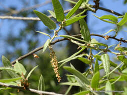 Image of Quercus crassipes Bonpl.