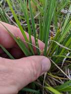 Panicum linearifolium Scribn. resmi