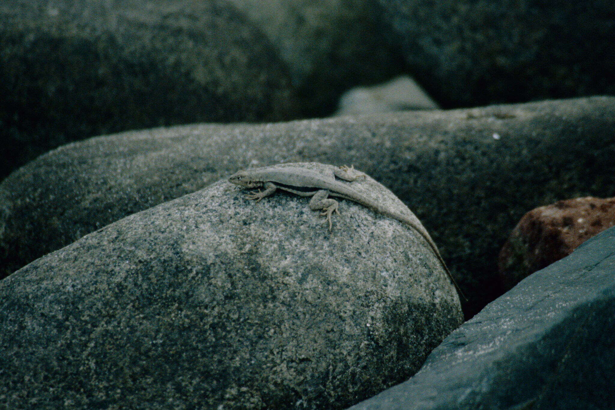 Image of Peru Pacific Iguana