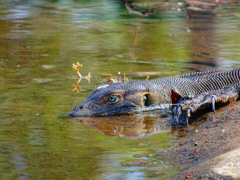 Image of Mertens's Water Monitor