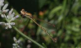 Image of Austrolestes analis (Rambur 1842)