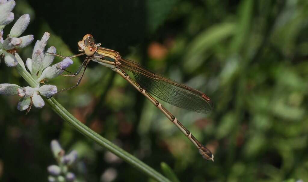 Image of Austrolestes analis (Rambur 1842)