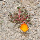 صورة Portulaca fulgens Griseb.