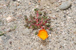 Image of Portulaca fulgens Griseb.