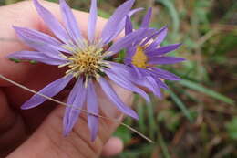 Image of southern prairie aster