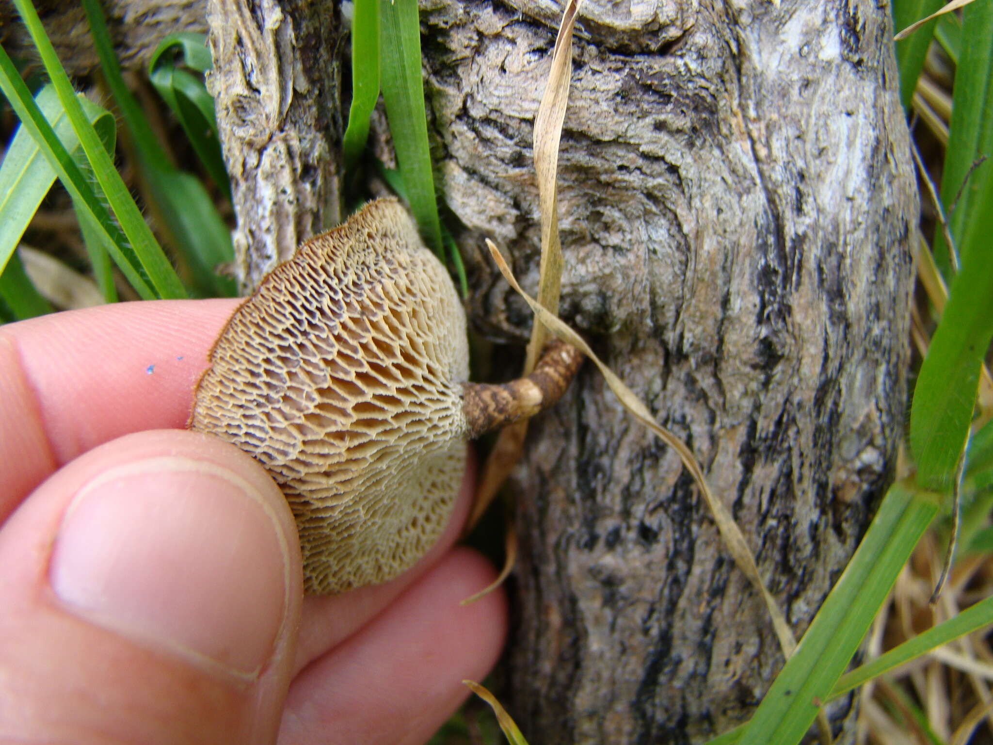 Image of Lentinus arcularius (Batsch) Zmitr. 2010