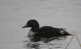 Image of King Eider