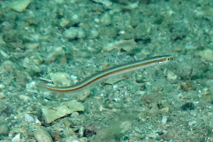 Image of Gunnellichthys