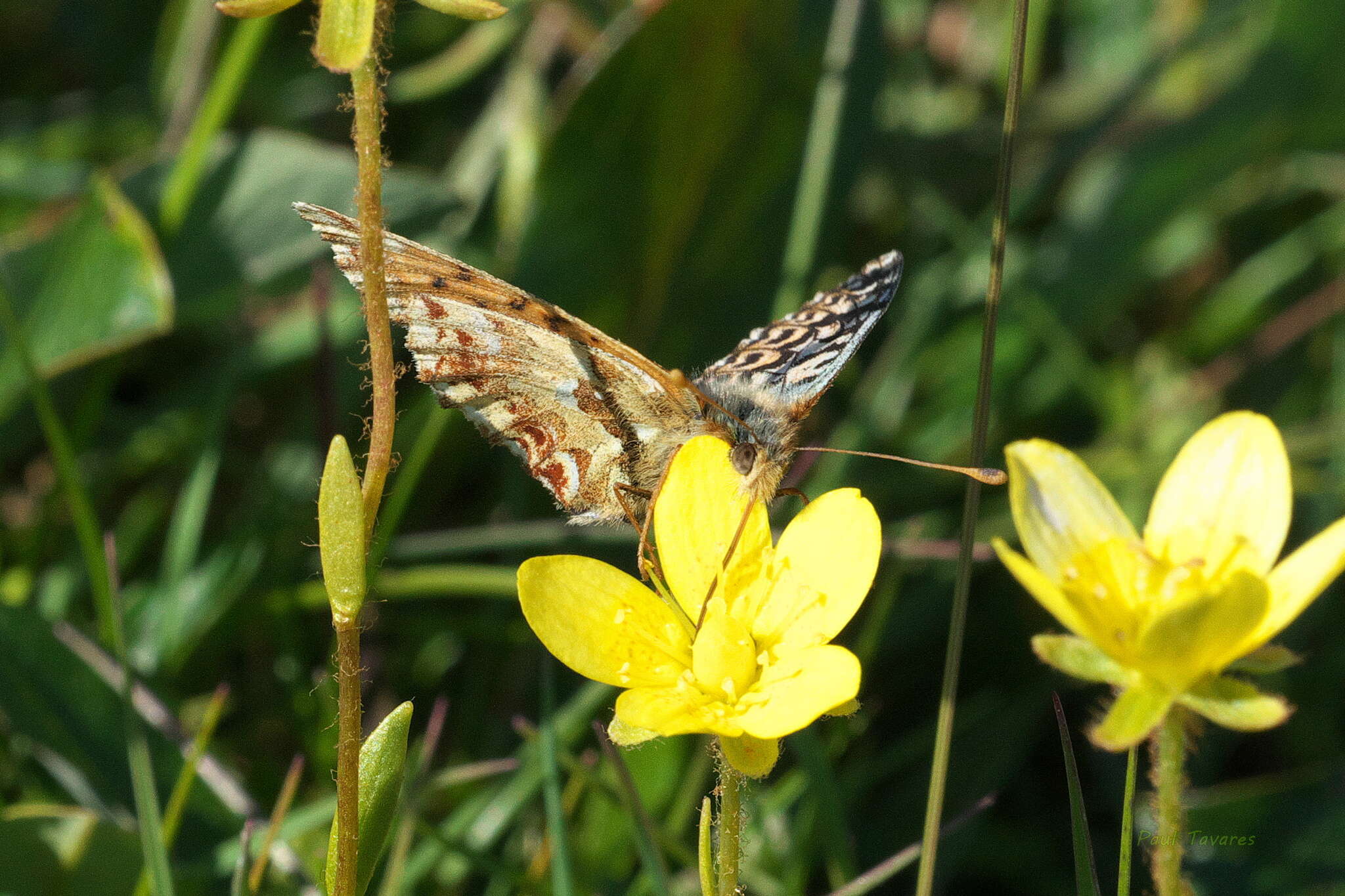 Image of Boloria alaskensis Holland 1900