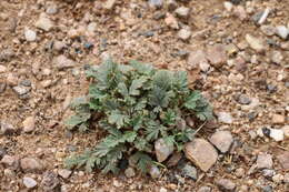 Image of Erodium tibetanum Edgew. & Hook. fil.