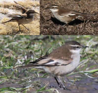 Image of White-winged Cinclodes