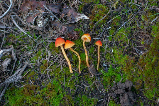 Image of Hygrocybe mucronella (Fr.) P. Karst. 1879