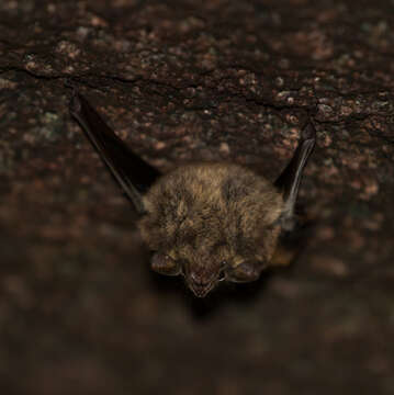 Image of Frosted Sac-winged Bat