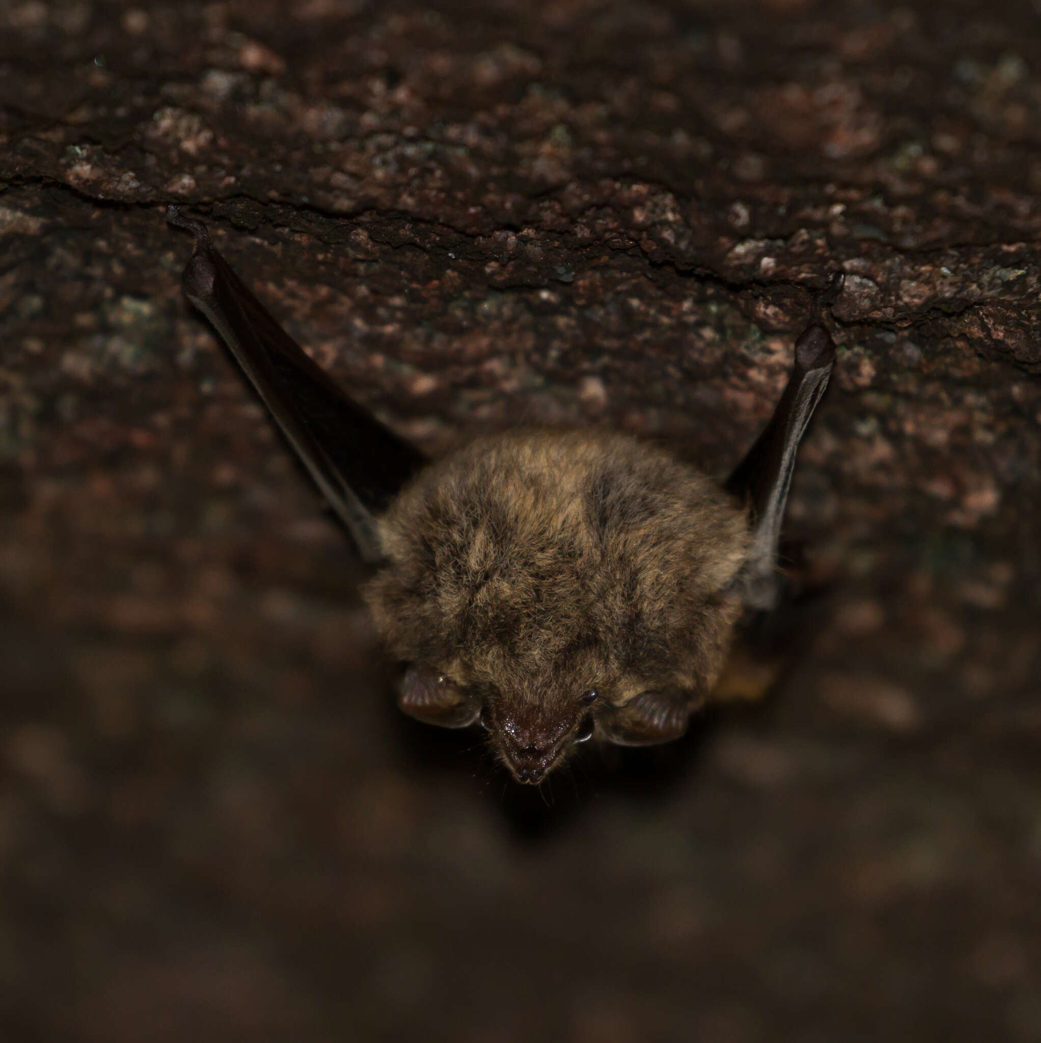 Image of Frosted Sac-winged Bat