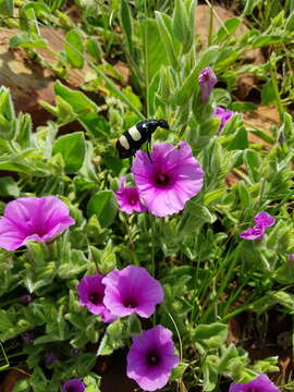 Sivun Ipomoea crassipes Hook. kuva