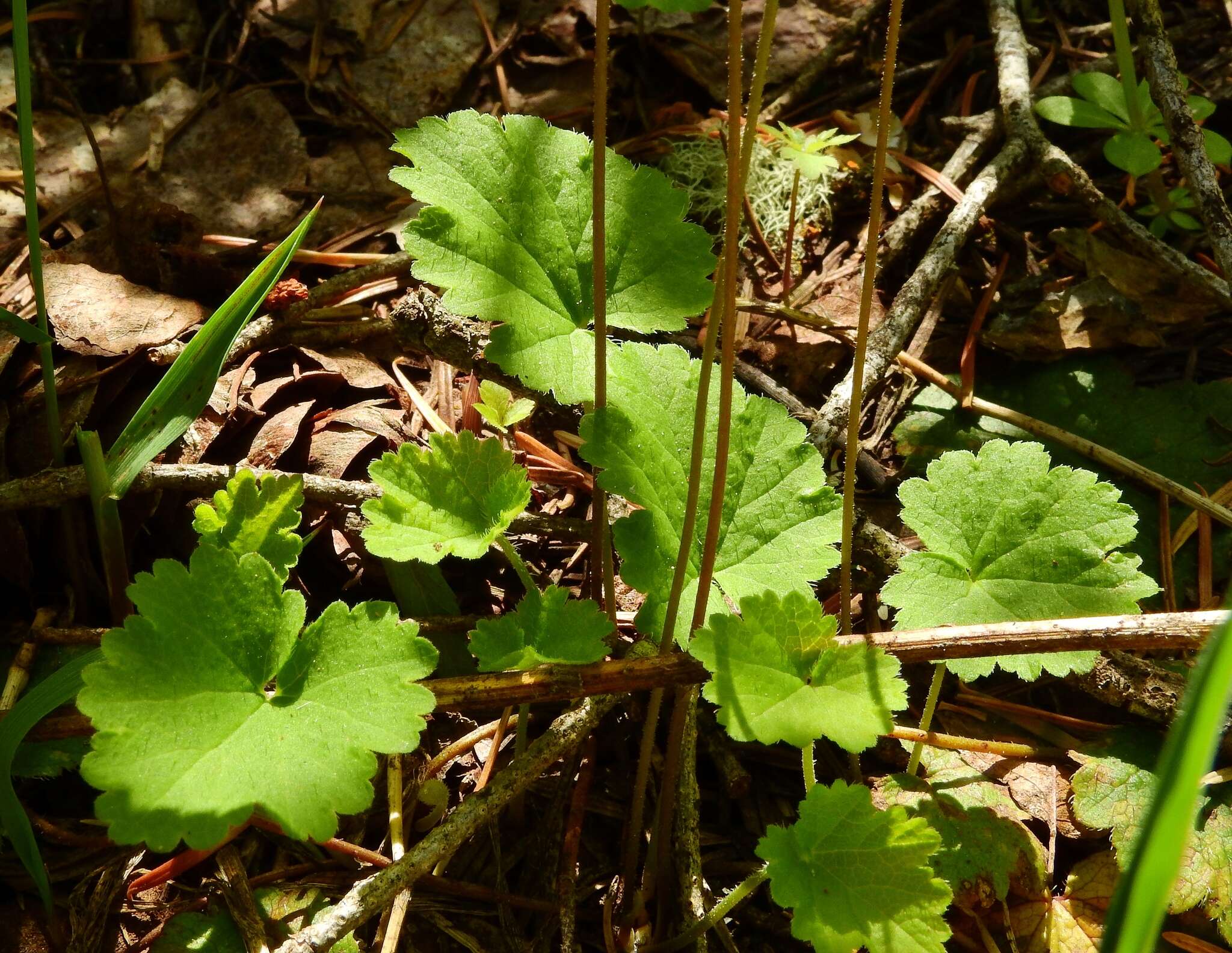 Image of Side-Flower Bishop's-Cap